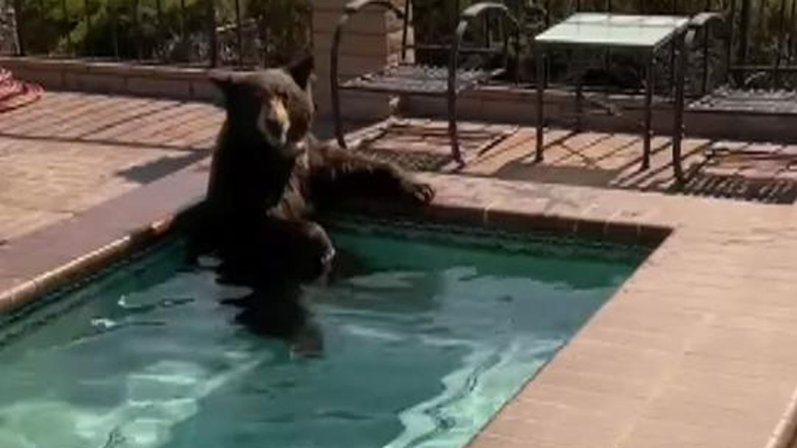 Bear swimming